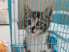 -贝康宠物医院·犬猫全科·小动物特色诊疗中心(东环路店)