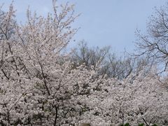 -苏州上方山国家森林公园