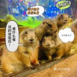小草探店の沉浸式撸宠体验