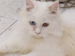 -飞行喵MR PILOT|猫舍·猫咖(静安大融城店)