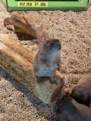 -未来动物城动物主题公园(大悦城店)