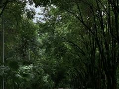 -铁山坪森林公园