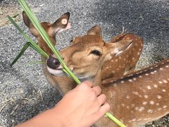 -鹿境梅花鹿生态园区