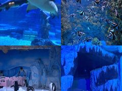 -海合安青岛极地海洋公园