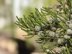 -海棠花溪(元大都城垣遗址公园)