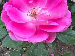 -大连富丽华大酒店