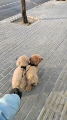 -HEYAN荷妍专业脱毛连锁机构