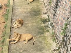 -西霞口神雕山野生动物世界