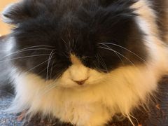 -李小姐の猫咖啡馆(五角场店)