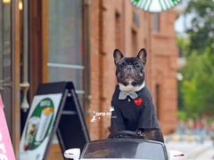 -超宠爱宠物摄影-Super pet