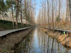 -合肥滨湖国家森林公园
