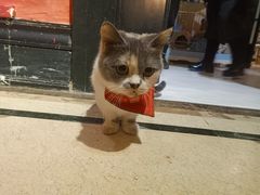 -猫色咖啡·猫咖