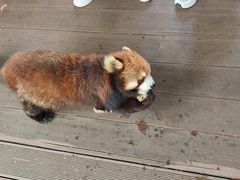 -普洱太阳河森林公园