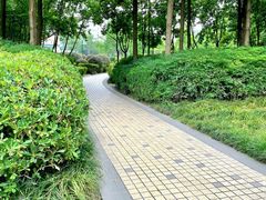 -神仙树公园