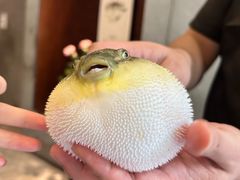 -肆月河豚·新淮扬(金融街店)