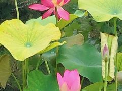 -莲花池公园