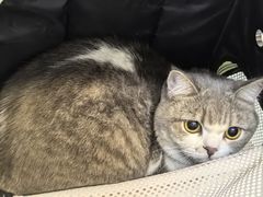 -爱妮康宠物医院·干细胞免疫细胞·肿瘤·心脏(张江店)