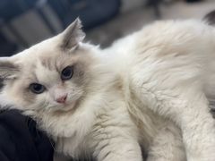 -猫遇摄影工作室