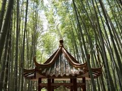 -雁南飞茶田景区