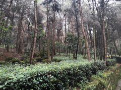 -铁山坪森林公园