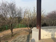 -香雪海