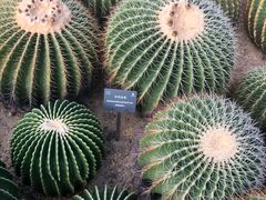 -深圳市中科院仙湖植物园
