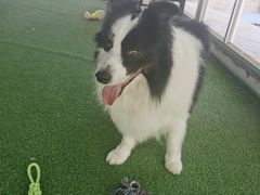 -宠福鑫康馨动物医院·骨科·眼科