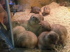 -Mr·Kuma酷么先生雪之乐园