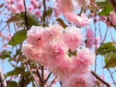 -天适樱花悠乐园