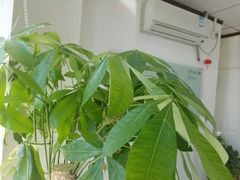 -新世界教育iVEE·英语日语西语(金桥校区)