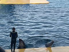 -秦皇岛乐岛海洋王国