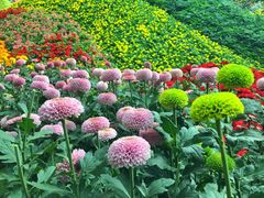 -花之城