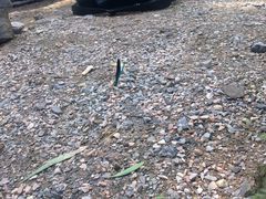 蓝色的蜻蜓-十渡东湖港风景区