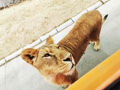 -北京野生动物园