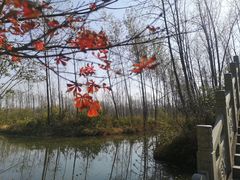 -合肥滨湖国家森林公园