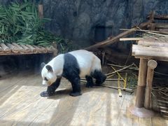 -深圳野生动物园
