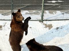 -大连森林动物园