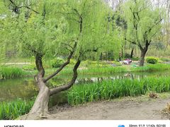 -上海共青森林公园