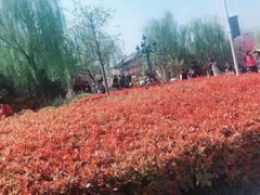 -西安青龙寺遗址景区