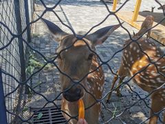 -长白岛森林公园