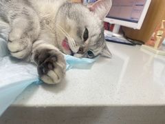 -瑞派长江宠物医院·猫科·外科·24小时夜护(谊城公寓分院)