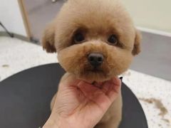 -BABIT巴比特宠物(MOMOPARK店)