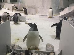 -大连圣亚海洋世界
