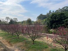 -南国桃园旅游度假区