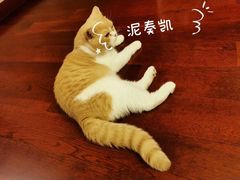 -东方名猫馆·英短金渐层布偶猫舍(环线广场1号楼店)