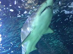 -悉尼海洋生物水族馆