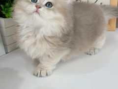 -小猫来了·猫舍(红山六九七九店)