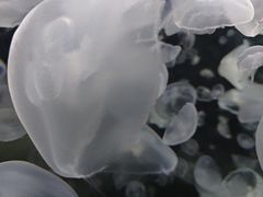 -绿色星球动物主题公园