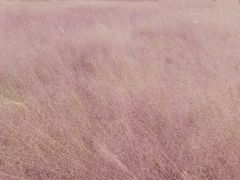 -王借岗森林公园
