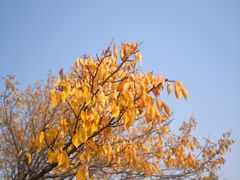 -香山公园